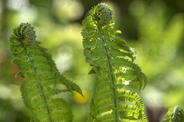 Unfolding ostrich fern