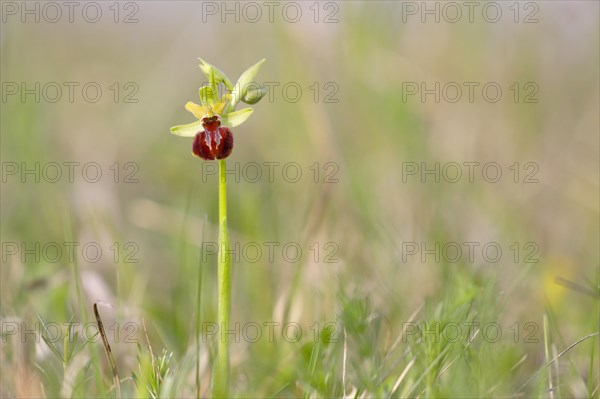 Small spiderwort