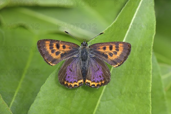 Blue iris fire butterfly