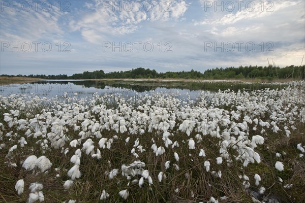 Common cottongrass