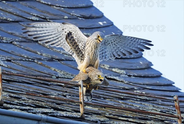 Kestrel