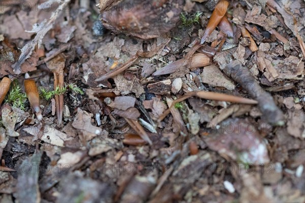 Structure-rich forest floor in the Darss primeval forest