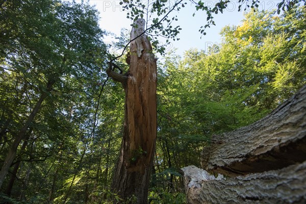 Deadwood in the Darss primeval forest