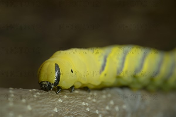 Larva