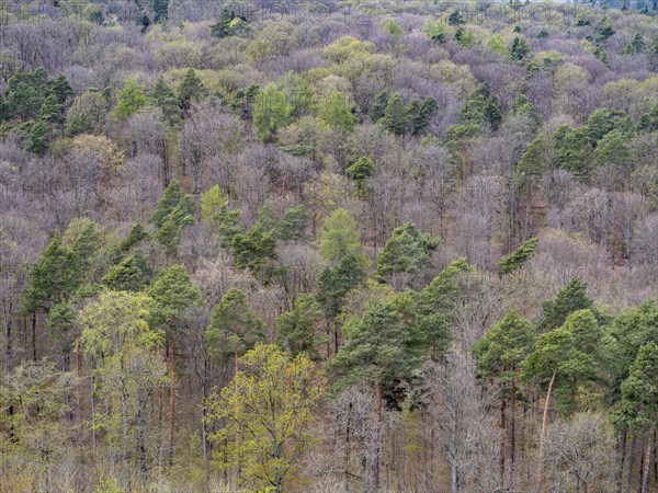 Baeume im Naturpark Schoenbuch bei Herrenberg