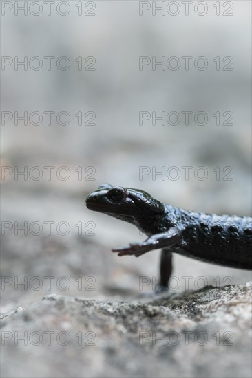 Alpine salamander