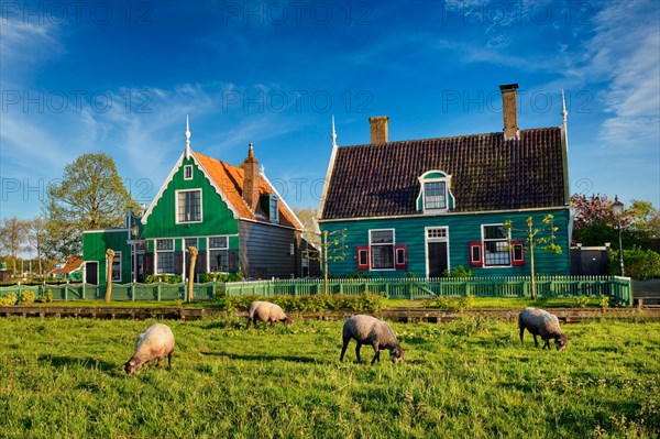 Sheeps grazing near traditional old country farm house in the museum village of Zaanse Schans