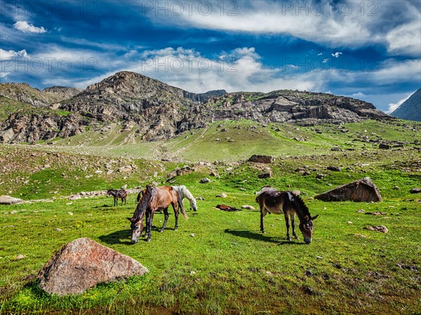 Horses grazing in Himalayas. Lahaul valley