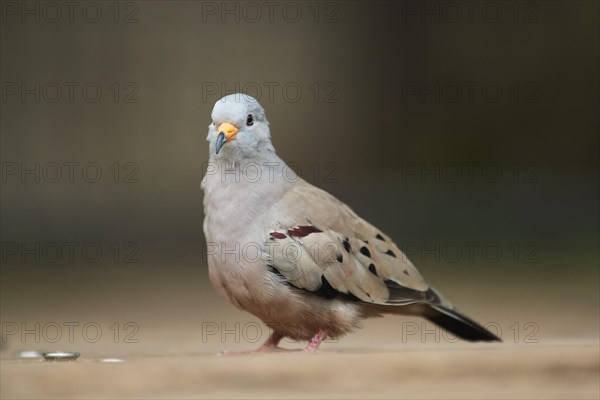 Croaking ground dove