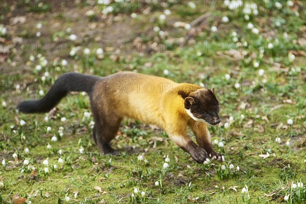 Yellow-throated marten