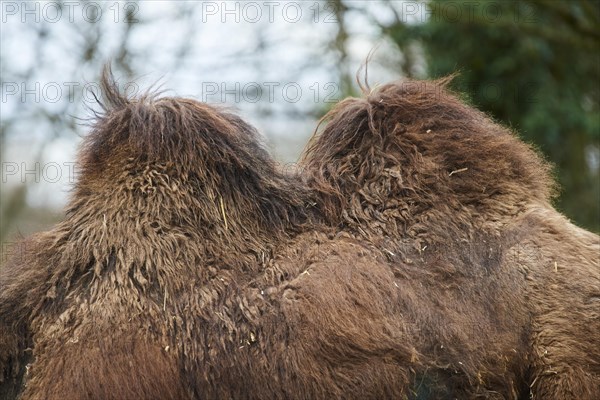 Bactrian camel