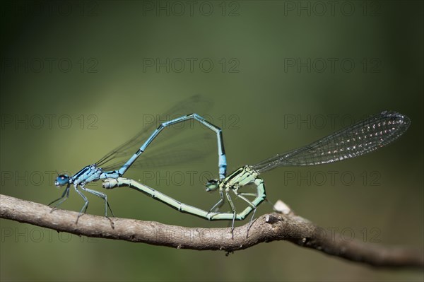 Azure damselfly