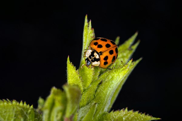 Ladybird