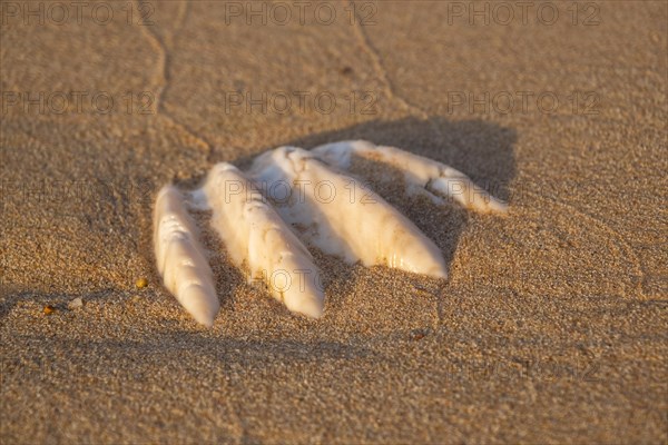 Close-up of the fossilized tridacna clam shell on a coral sand beach in the surf zone. Red Sea