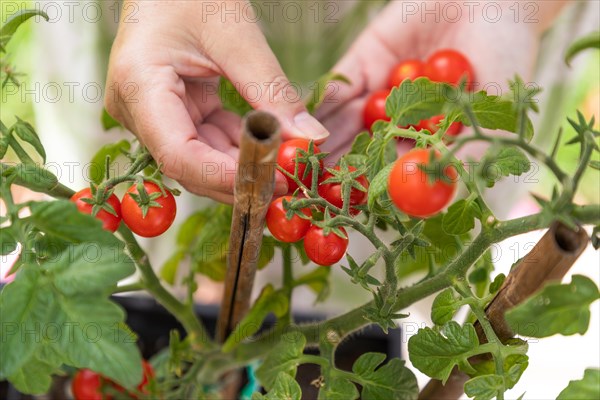 Woman picking ripe cherry tomatoes on the vine in the garden