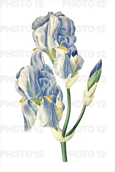 Dalmatian iris