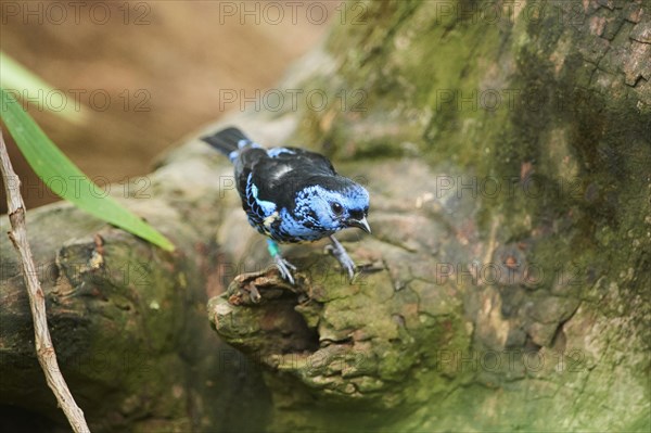 Turquoise tanager