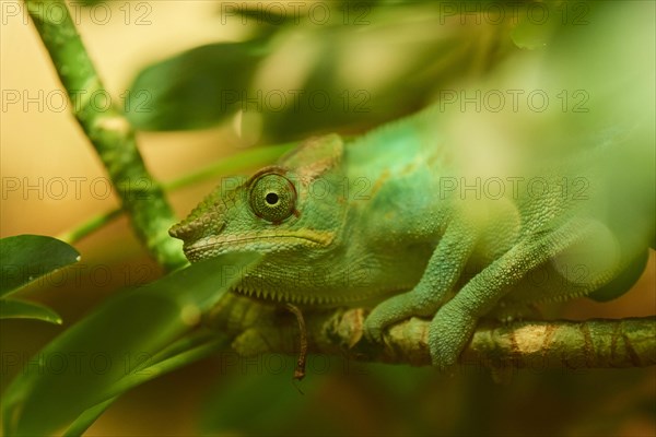 Panther chameleon