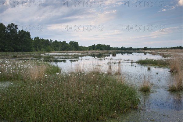 Common cottongrass