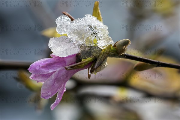 Bluete der Sternmagnolie