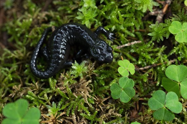 Alpine salamander