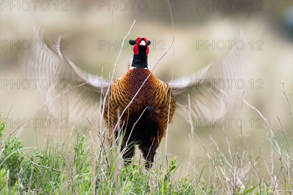 Courting Hunting Pheasant