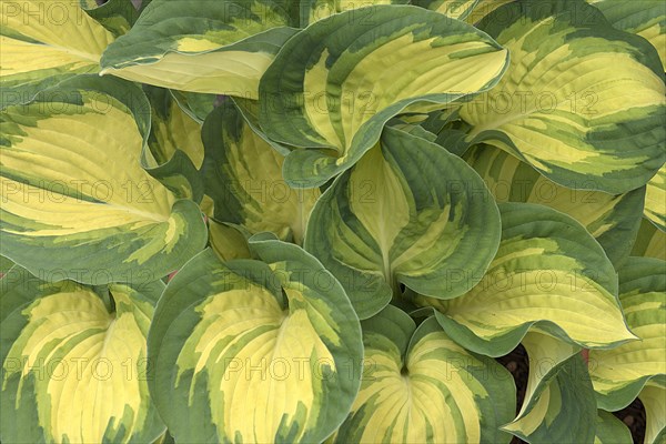 Leaves of a hosta