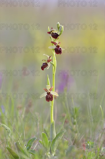 Early spider orchid