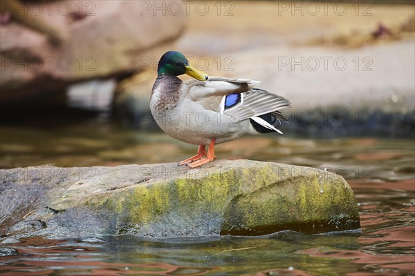 Wild duck