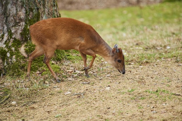 Red forest duiker