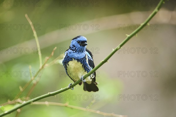 Turquoise tanager