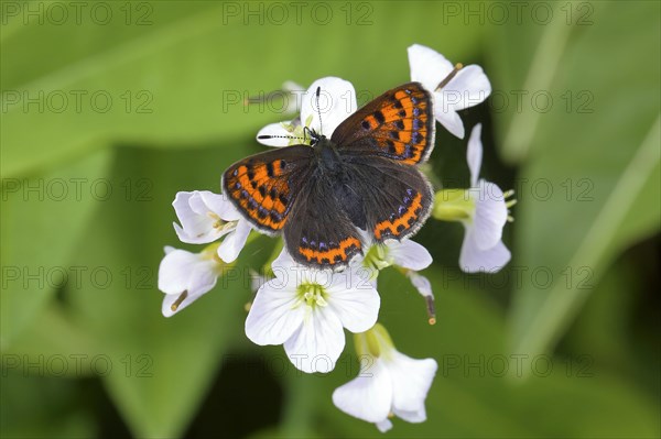 Blue iris fire butterfly