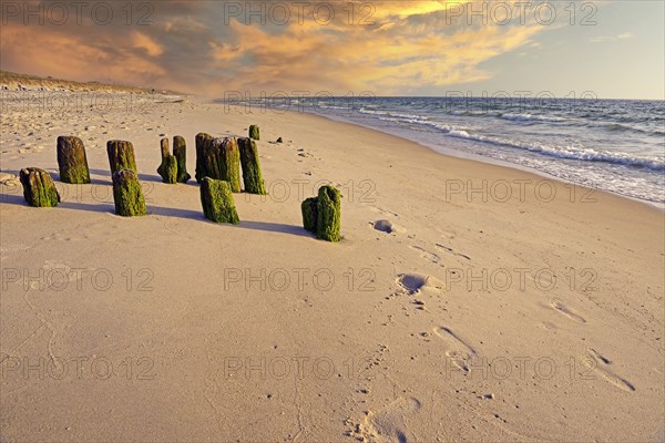 Algae-covered groynes in the evening on the beach of Rantum