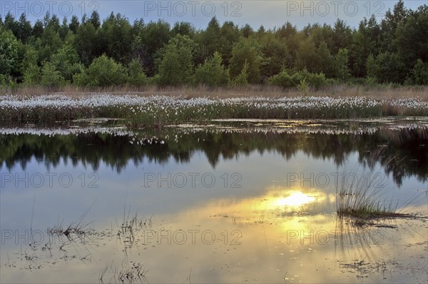 Common cottongrass