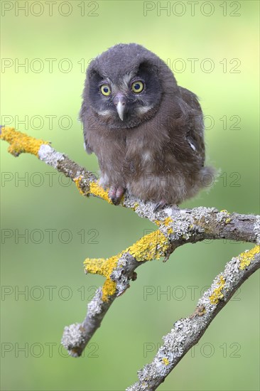 Tengmalm's Owl