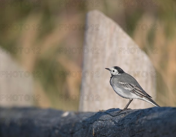 Pied Wagtail