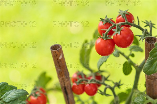 Ripe cherry tomatoes on the vine in garden