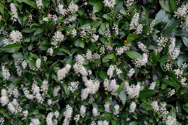 Bluehende Kirschlorbeer-Hecke