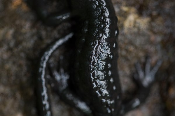 Alpine salamander