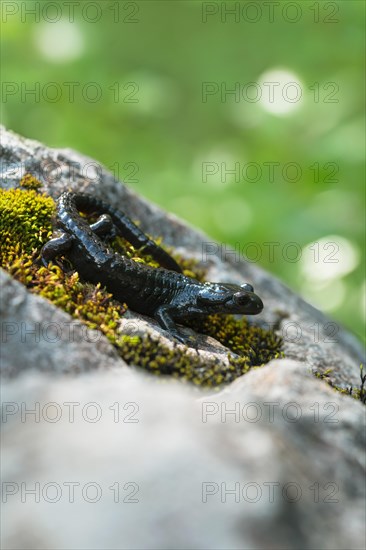 Alpine salamander