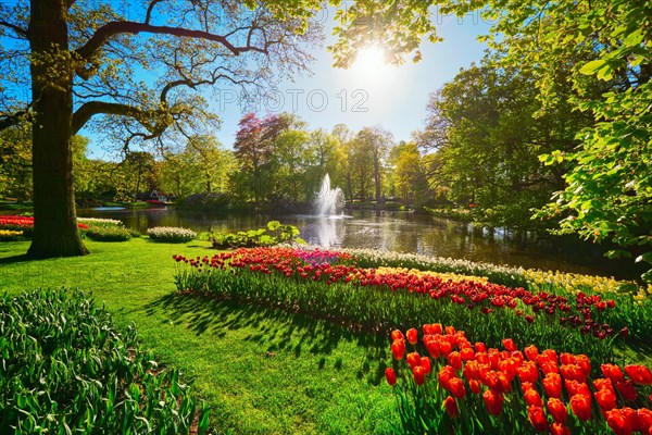 Keukenhof flower garden with blooming tulip flowerbeds. One of the world's largest flower gardens. Lisse