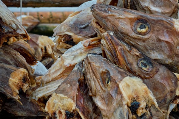 Drying flakes with stockfish cod fish heads in winter. Reine fishing village