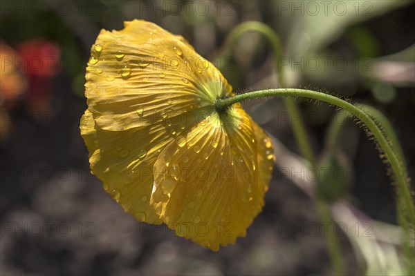 Dewdrops on a flower of the iceland poppy