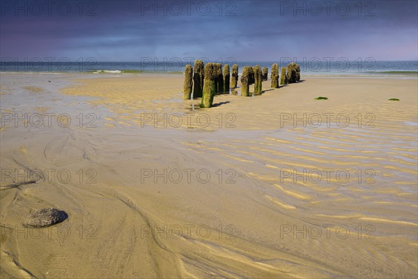 Algae-covered groynes in the evening at low tide