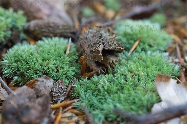 Structure-rich forest floor in the Darss primeval forest