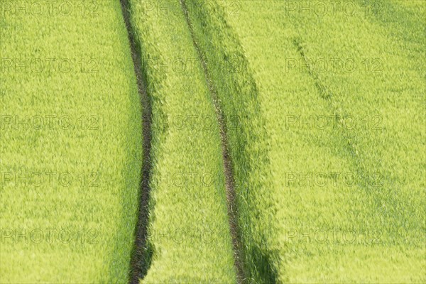 View over a grain field