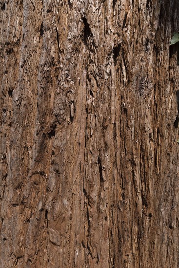 Bark of sequoia