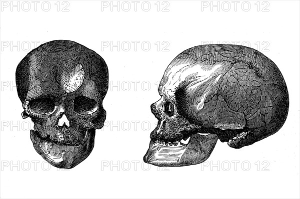 Schaedel Cro-Magnon