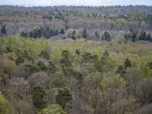 Baeume im Naturpark Schoenbuch bei Herrenberg