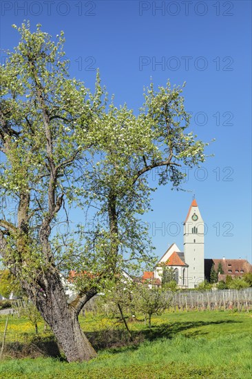 Fruit tree blossom in spring